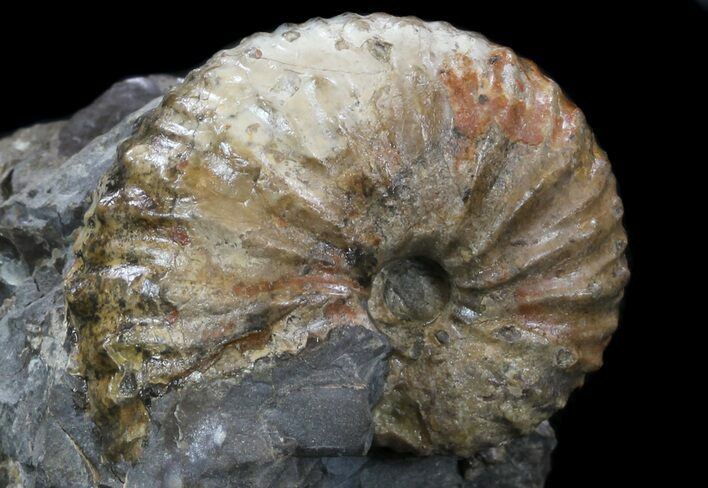 Hoploscaphites Ammonite Fossil - Montana #34174